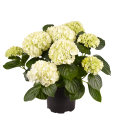 Hortensia i 17 cm potte